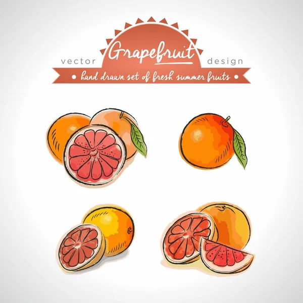 Grapefruit Vector Verzameling Hand Getrokken Schets Gedetailleerde Vers Fruit Geïsoleerd — Stockvector