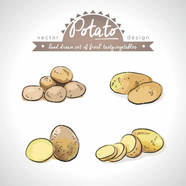 Potatis Samling Färska Grönsaker Med Blad Vektorillustration Isolerade — Stock vektor