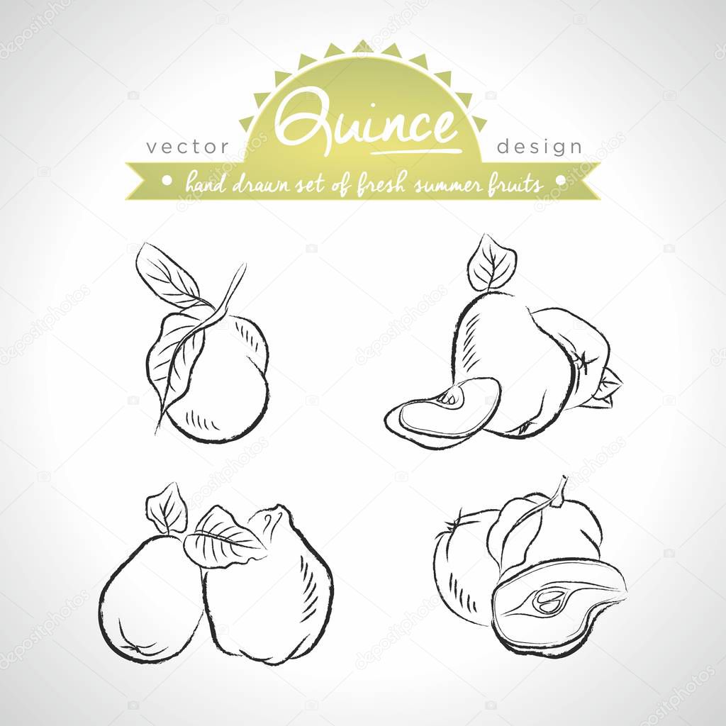 Apple-quince. Hand drawn collection of vector sketch detailed fresh fruits. Isolated