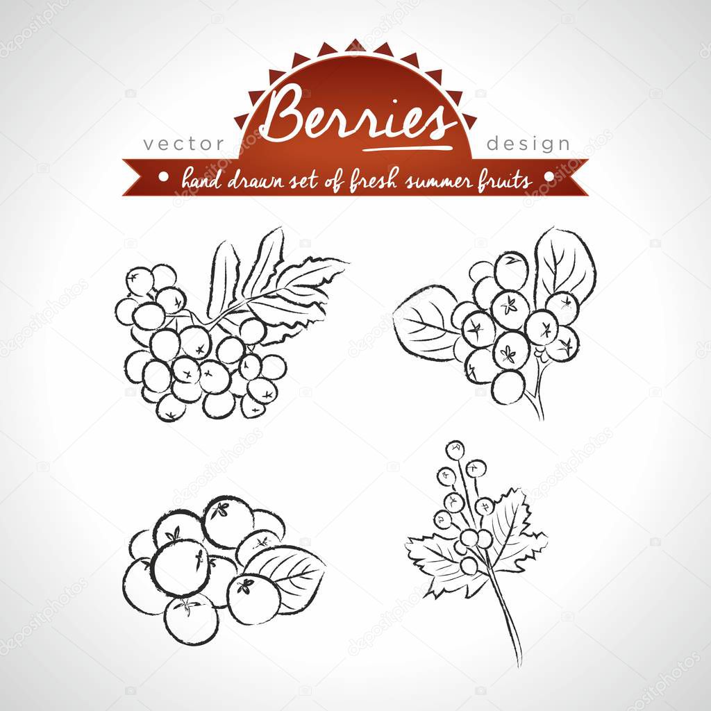 Rowan berry Collection of fresh fruits with leaf. Vector illustration. Isolated