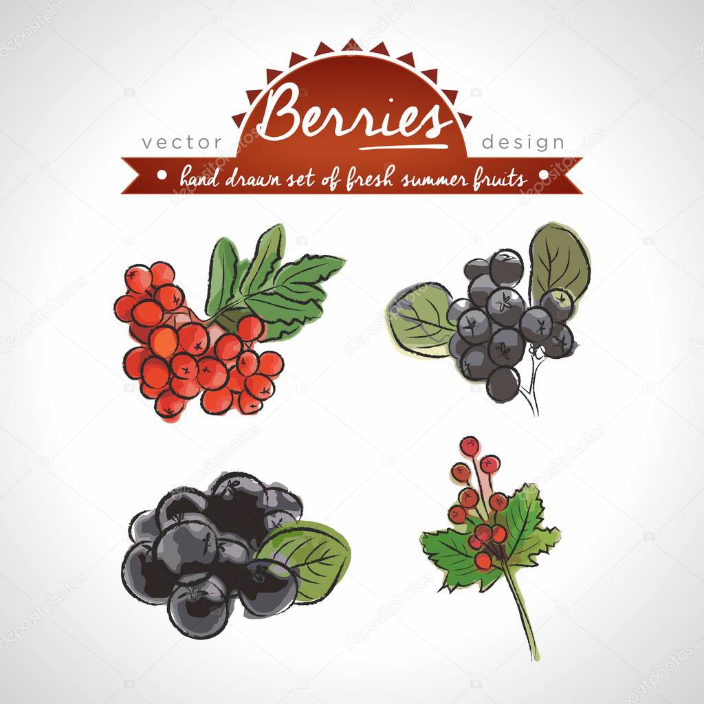 Rowan berry. Hand drawn collection of vector sketch detailed fresh fruits. Isolated