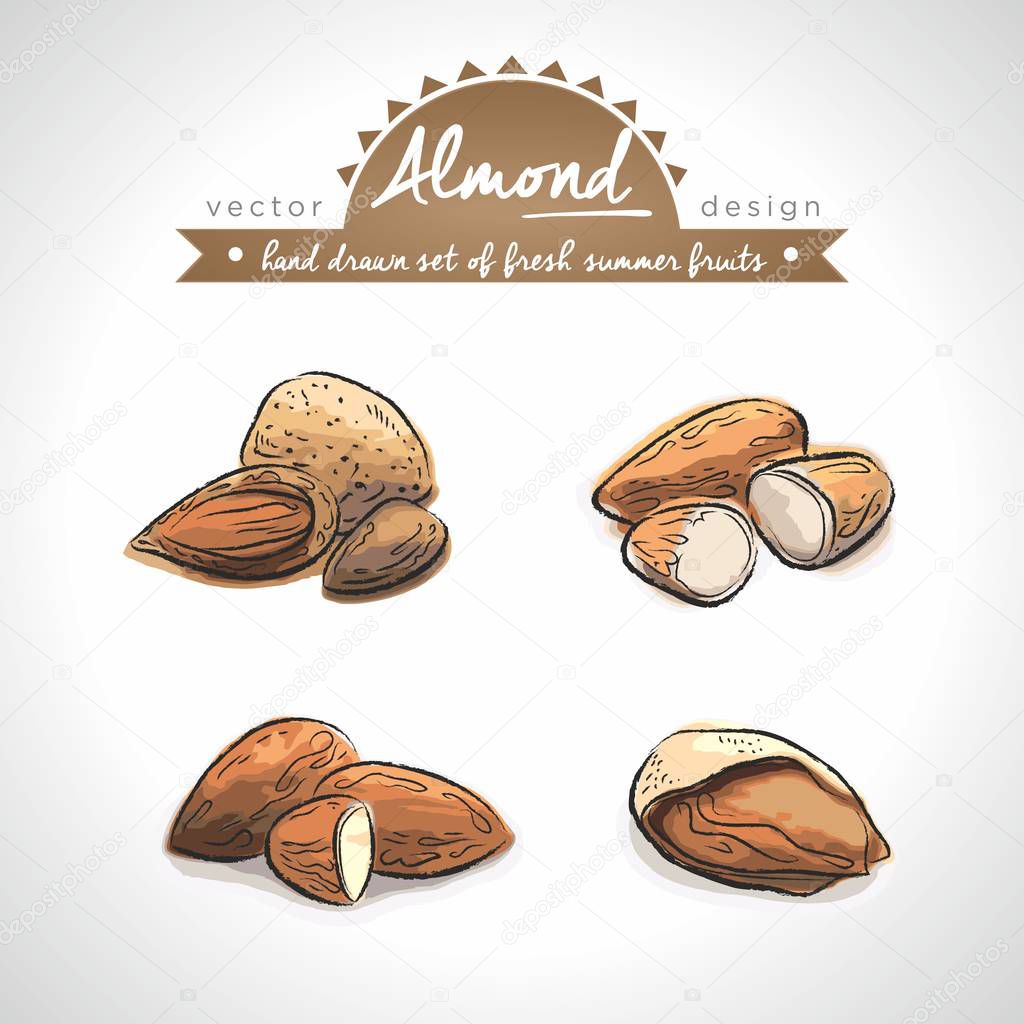 Almond Collection of fresh fruits with leaf. Vector illustration. Isolated