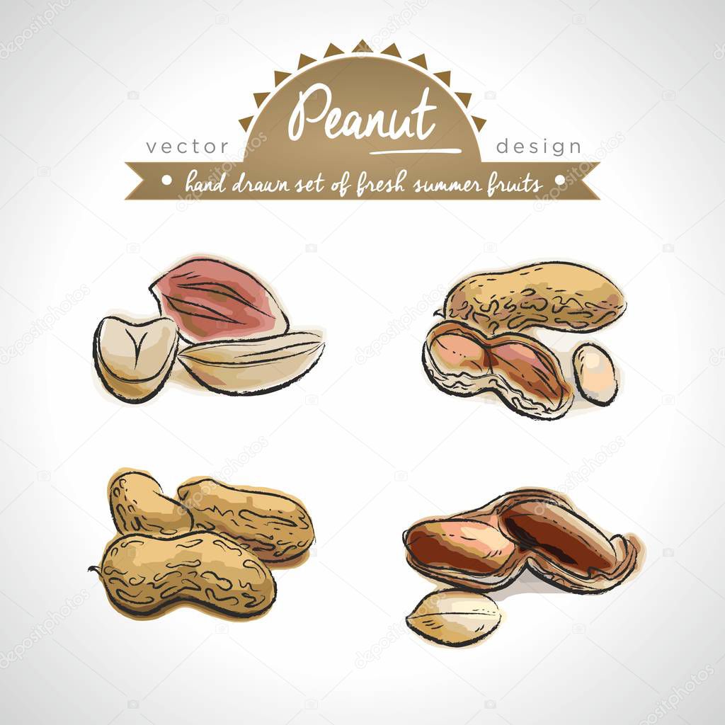 Peanut Collection of fresh fruits with leaf. Vector illustration. Isolated