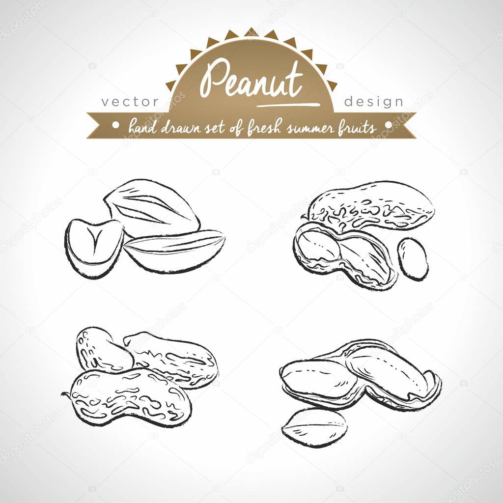 Peanut. Hand drawn collection of vector sketch detailed fresh fruits. Isolated