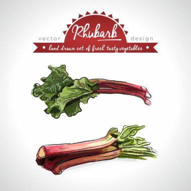Rhubarb Koleksiyonu yaprak lı taze sebze. Vektör illüstrasyon. Izole