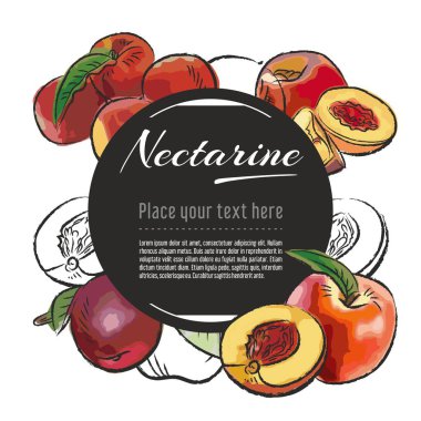 Beyaz arka plan üzerinde vektör kroki nektarin afiş. Metin için yer. El çizimi meyve grafik tasarımı
