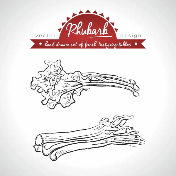 Rhubarb. Hand drawn collection of vector sketch detailed fresh vegetables. Isolated