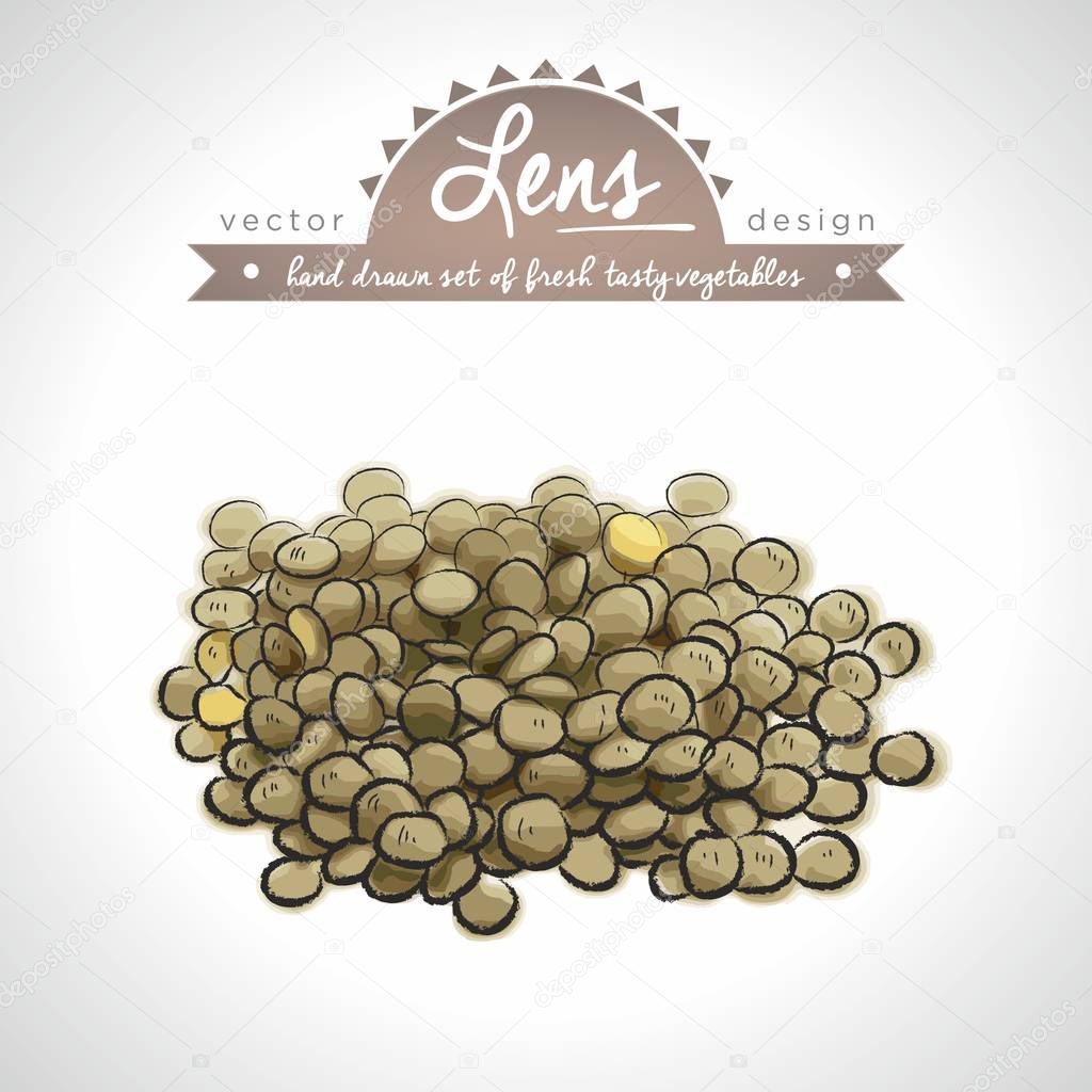 Lentils Collection of fresh vegetables with leaf. Vector illustration. Isolated
