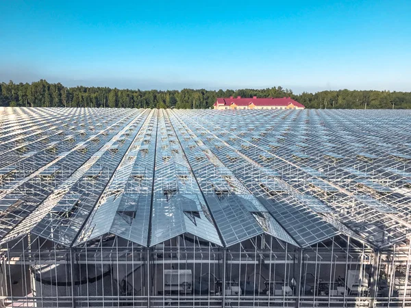 Horizontal many greenhouses a few hectares for growing tomato roof glass building production office horizon forest view from above — Stock Photo, Image