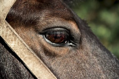at nalı göz at başlığı knot bir sepeti çekilmiş yeşil bokeh orman arka plan üzerinde