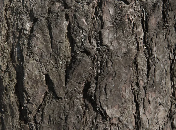 Texture sfondo albero vecchio rovere baobab striature potente — Foto Stock