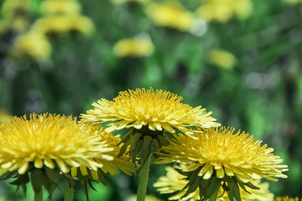 Diente de león amarillo en un campo verde pistilos estambres primer plano — Foto de Stock