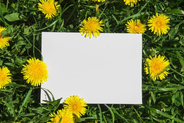 Yeşil çimenlerin üzerinde sarı dandelions beyaz temiz bir sayfayla dikdörtgen Spears ile — Stok fotoğraf