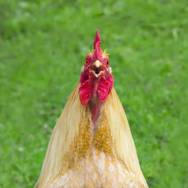 A very large Brahma chicken with an arco red comb on its head and black and  white color grazing on the background of a juicy green grass Stock Photo -  Alamy