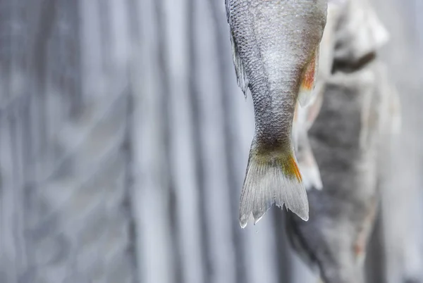 Sobre fondo gris colgando pescado seco mar río salado cola escamas copiar espacio — Foto de Stock