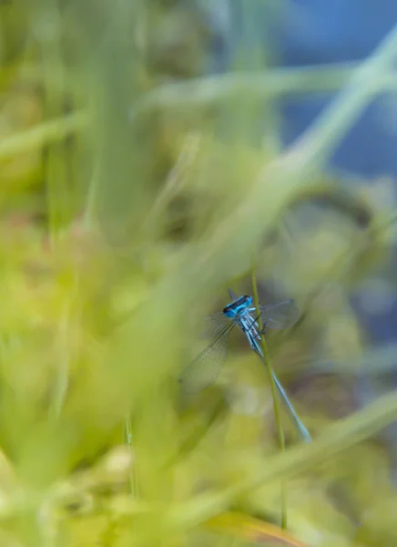 Op een sprietje gras op een groene en blauwe achtergrond zit een Blauwe libel — Stockfoto