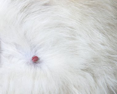 yerli kedi kedi akar ısırıldı el kopya alanı kırmızı kan ile beyaz önlük üzerinde