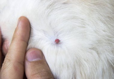 yerli kedi kedi akar ısırıldı el kopya alanı kırmızı kan ile beyaz önlük üzerinde