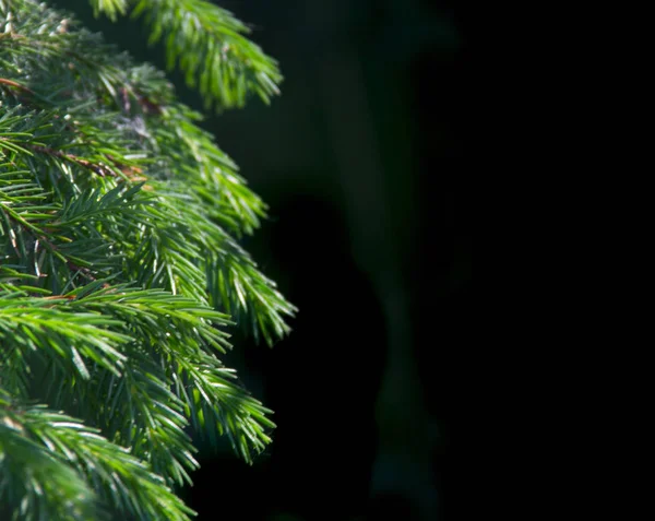 Nya året bakgrundsstruktur spruce levande grenar holiday jul kopia utrymme — Stockfoto