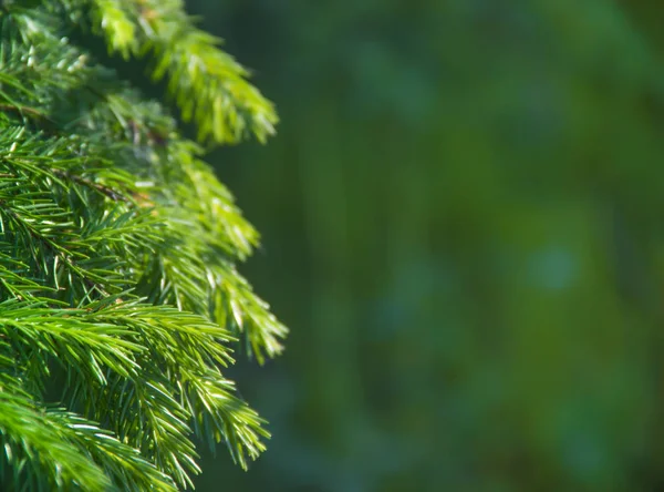 Nya året bakgrundsstruktur spruce levande grenar holiday jul kopia utrymme — Stockfoto