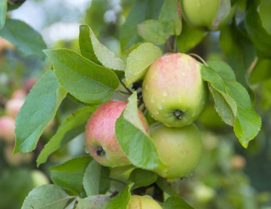 elma elma ağaç beyaz sarı beyaz dökme yetişir çiğ kopya alanı damla