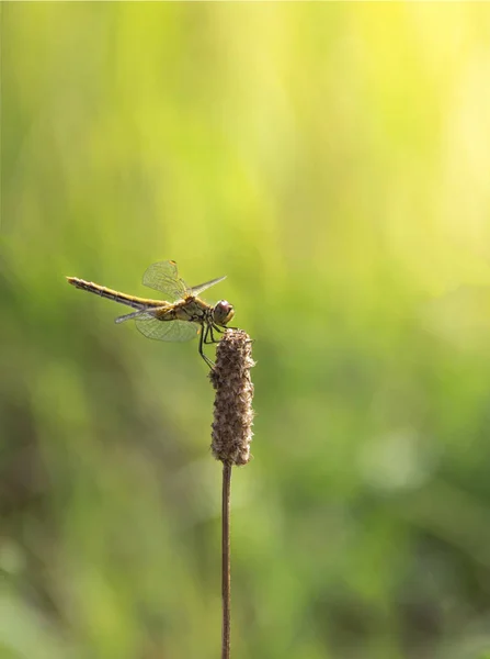 Op een achtergrond van groen gras op een tak zitten dragonfly licht groene kleur kopiëren zonnestralen ruimte — Stockfoto