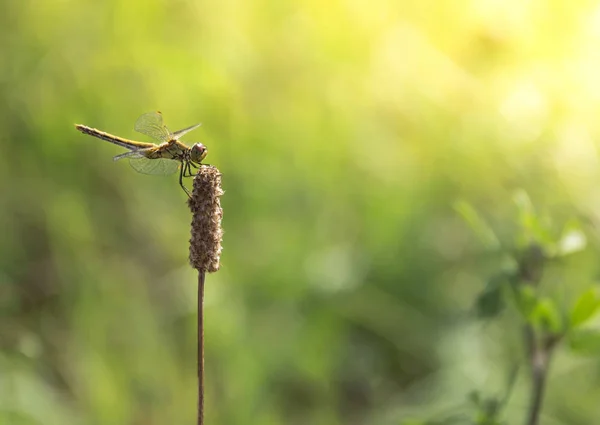Op een achtergrond van groen gras op een tak zitten dragonfly licht groene kleur kopiëren zonnestralen ruimte — Stockfoto
