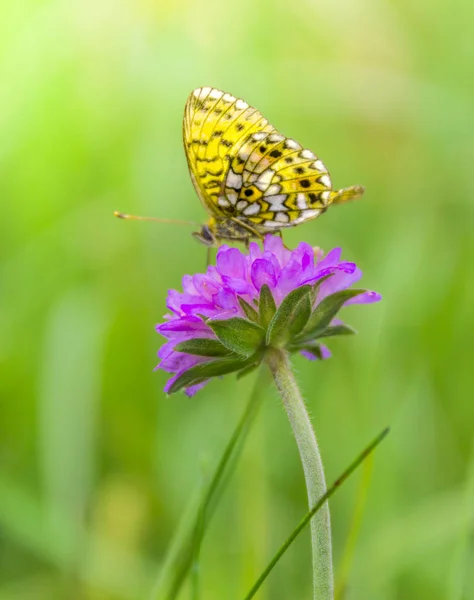 En lila blomma sitter en vacker gul fjäril på en suddig bakgrund — Stockfoto