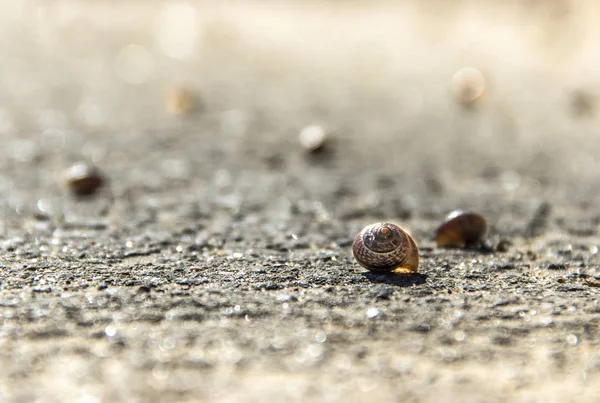 Skalet av en snigel ligger på vägen mot en bakgrund av suddiga sand — Stockfoto