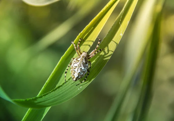 Op een groene gras kruipt spider wit in de zonnestralen — Stockfoto