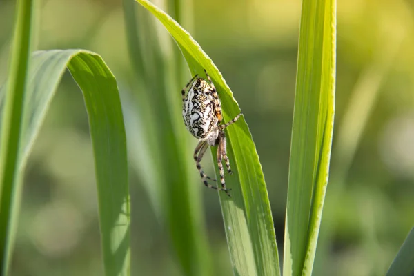 Op een groene gras kruipt spider wit in de zonnestralen — Stockfoto