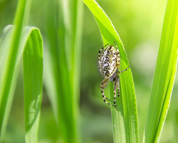 Op een groene gras kruipt spider wit in de zonnestralen — Stockfoto