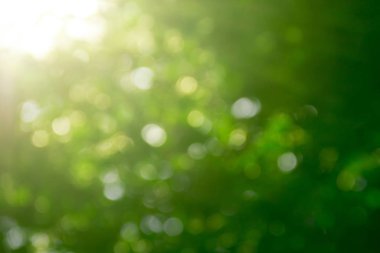 arka plan altın rengi bokeh sonbahar ışık ışınları güneş bulanık