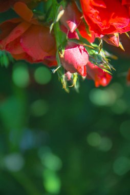 yeşil bokeh bir arka plan üzerinde çiçek gül kırmızı renk kopyalama alanı bulanık
