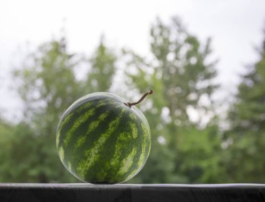 bir arka plan ve yeşil bokeh ağaçlarının koyu bir tablo ile bir kuyruk yuvarlak bir karpuz olduğunu