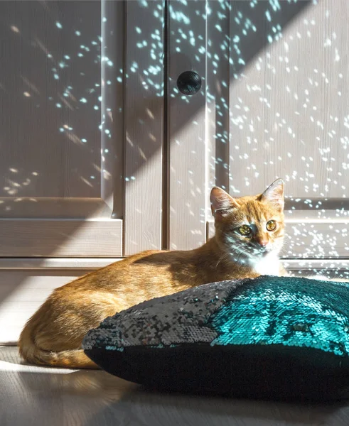 On a light wooden background on a cushion with paillettes lies a red cat in the light of the rays of the lights of the holiday glitter — Stock Photo, Image
