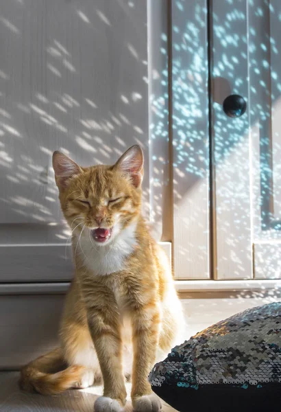 Light wooden background on a cushion with paillettes sits a yawning red cat in the light of the rays of the lights of glitter — Stock Photo, Image