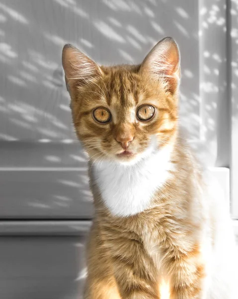 Sobre un fondo de madera claro se sienta un gato rojo a la luz de los rayos de las luces del brillo navideño — Foto de Stock