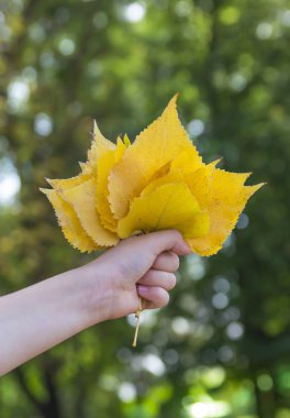 bir bokeh arka plan sarı yeşil ve sarı ağaçlar sonbahar yaz el buketi bırakır.