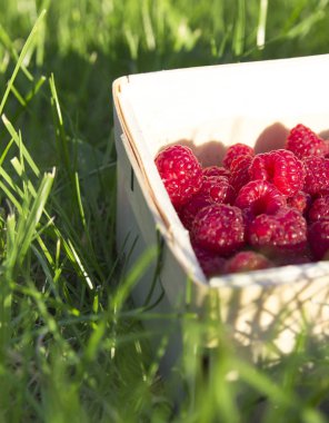 hasır sepet ile taze ahududu yeşil çimenlerin üzerinde duruyor