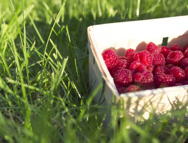 hasır sepet ile taze ahududu yeşil çimenlerin üzerinde duruyor