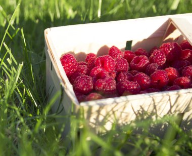 hasır sepet ile taze ahududu yeşil çimenlerin üzerinde duruyor