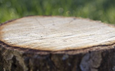 güdük ağaç arka plan yeşil bokeh çim arka plan üzerinde durmak