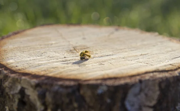 Tocón hierba macro bokeh mentiras abeja avispa — Foto de Stock