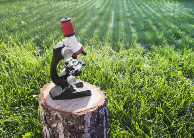 mikroskop yeşil bir arka plan ve cam yalan bir arı arısı böcek standları