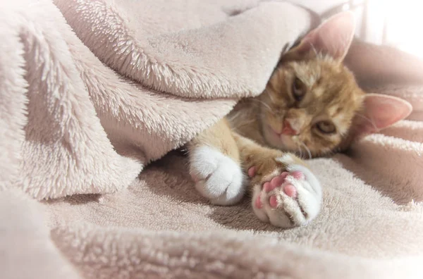 Gato vermelho jaz descansando com um brinquedo macio rosa — Fotografia de Stock