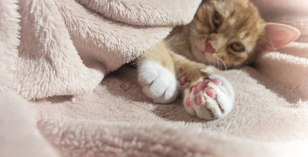 Gato rojo yace descansando con un juguete suave rosa — Foto de Stock