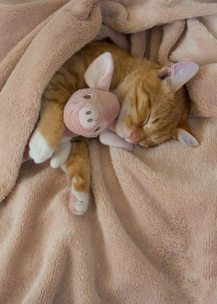 Gato vermelho jaz descansando com um porco de brinquedo macio rosa — Fotografia de Stock