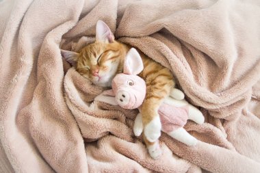 pembe yastık yumuşak uyku ile dinlenme pençe kırmızı kedi yatıyor