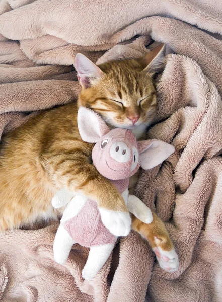 Gato vermelho jaz descansando pata com um porco rosa piggy sono macio — Fotografia de Stock